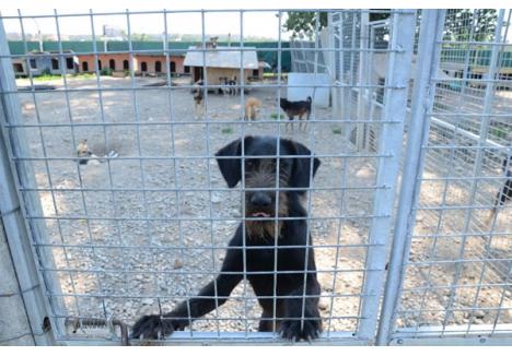 ADĂPOSTUL MORŢII. Dacă regulamentul privind gestionarea câinilor fără stăpân va fi adoptat în formula promovată de Primărie, adăpostul pentru câini din strada Coriolan Hora se va transforma în abator. Cei 450 de câini găzduiţi aici vor avea 7 zile pentru a fi adoptaţi sau trimişi la moarte prin injectare cu barbiturice!